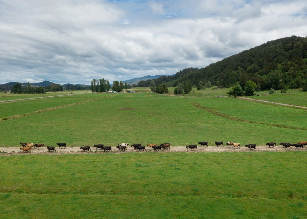 inangahua cows coming in 1906x1350